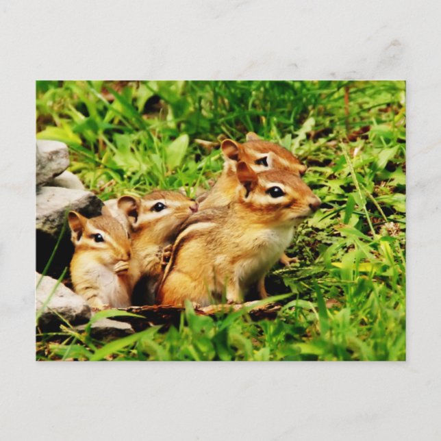 Carte Postale mère chipmunk et bébés (Devant)