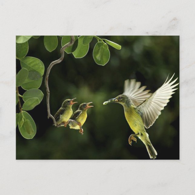 Carte Postale Mère colibri (Devant)