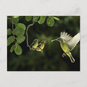 Carte Postale Mère Colibri