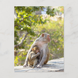 Carte Postale Mère et bébé Rhesus Macaque singes sur le mur