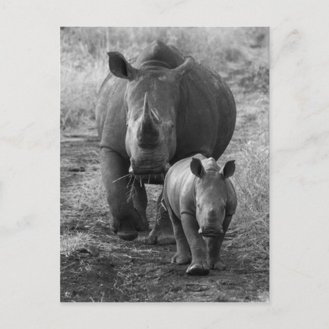 Carte postale mère et bébé Rhino (Devant)