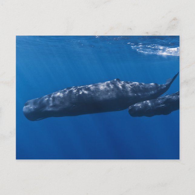 Carte Postale Mère et bébé Sperm Baleine Physeter macrocephalus (Devant)