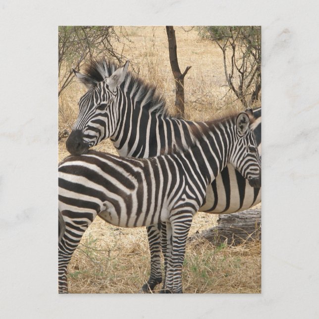 Carte postale Mère et bébé Zebra (Devant)