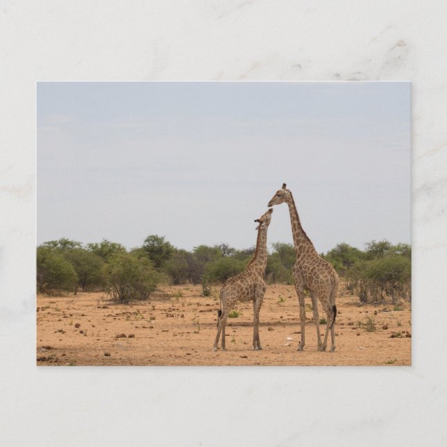 Carte Postale Mère et petite girafe (Devant)
