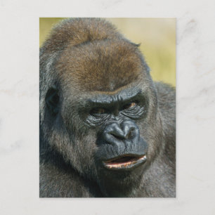 Carte Postale Mère Gorilla