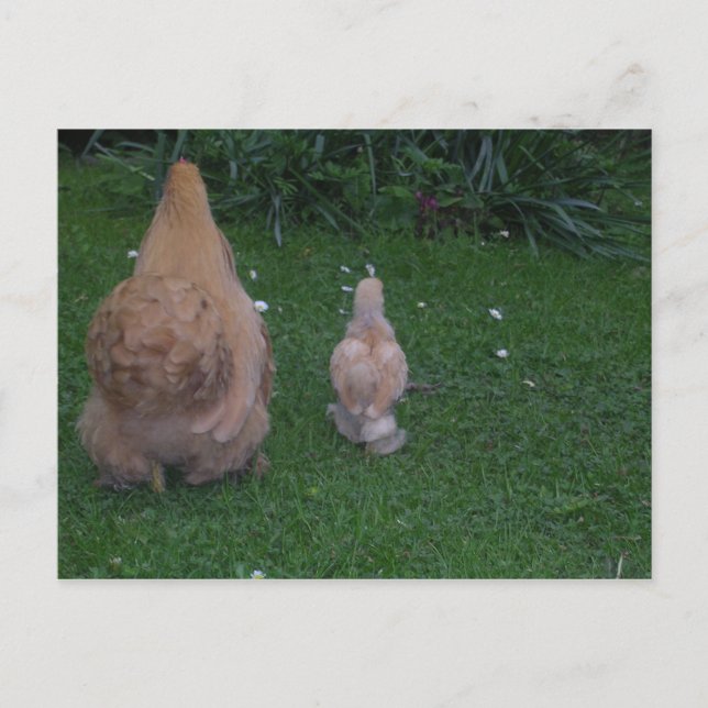 Carte Postale Mère Hen et son poussin (Devant)