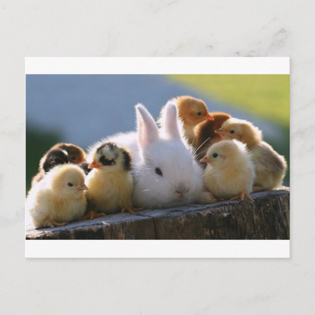 Carte Postale Mère Lapin Adopte Quelques Poussins (Devant)