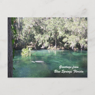Carte Postale Mère Manatee avec veau Ressorts Bleus Personnalise