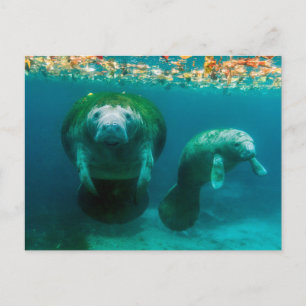 Carte Postale Mère mangea avec son veau à Crystal River