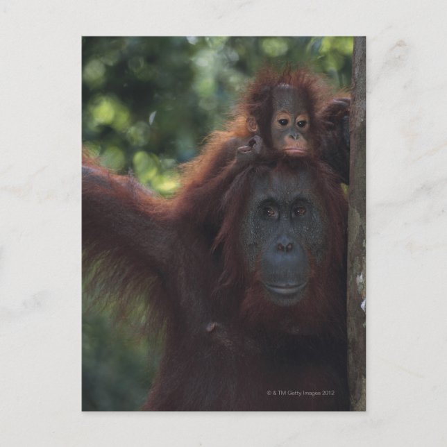 Carte Postale Mère Orangoutan avec bébé 5 (Devant)