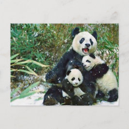 Carte Postale Mère Panda