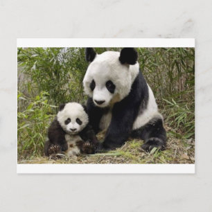 Carte Postale Mère Panda Avec Son Petit