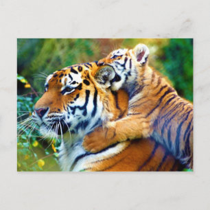 Carte Postale Mère Tigre avec Bébé Cub Escalade et oreille morda