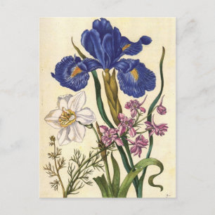 Carte postale Merian Floral Art