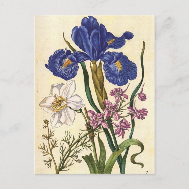 Carte postale Merian Floral Art (Devant)