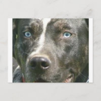 merle bleu catahoula.png
