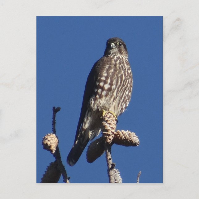 Carte postale Merlin (Devant)