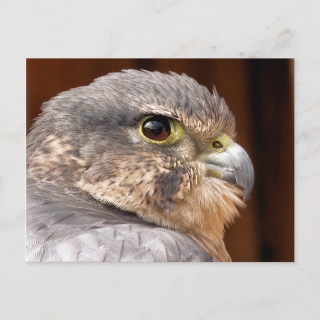 CARTE POSTALE MERLIN FALCON OISEAU DE PREY (Devant)