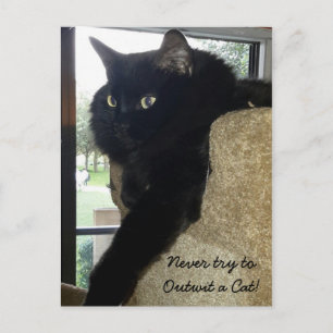 Carte Postale Merlin la citation de chat