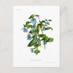 Carte Postale Mertensia sibirica