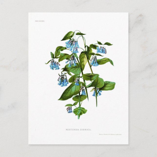 Carte Postale Mertensia sibirica (Devant)