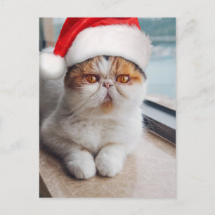 Carte Postale Merveilleux chat persan avec chapeau du Père Noël