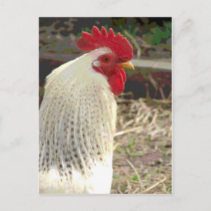 Carte Postale Merveilleux Coq 2