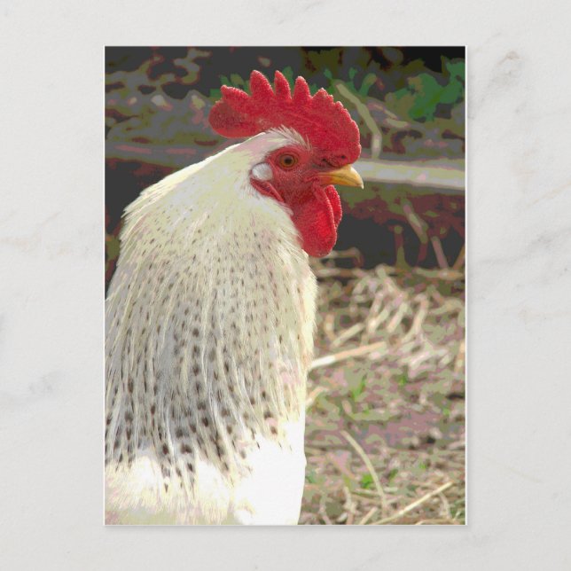 Carte Postale Merveilleux Coq 2 (Devant)