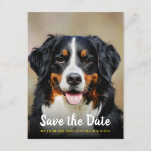 Carte Postale Mes Humains Se Marient   Chien Enregistrer la date