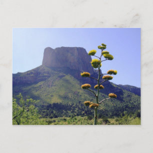 Carte Postale Mesa et maguey en fleurs 1