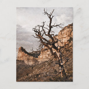 Carte postale Mesa Verde