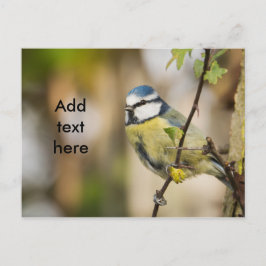 Carte Postale Mésange bleue