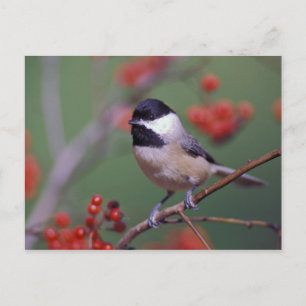 Carte Postale Mésange de Caroline