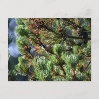 Carte Postale Mésange noire