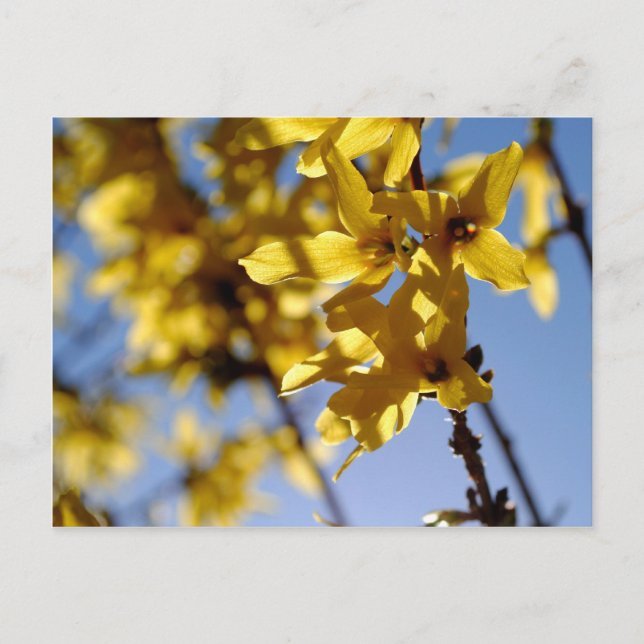 Carte Postale Messager de printemps (Devant)