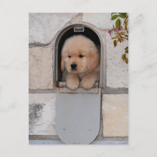 Carte Postale Messagerie Puppy