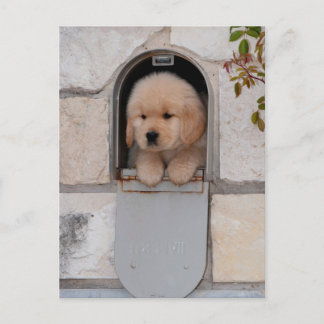 Carte Postale Messagerie Puppy