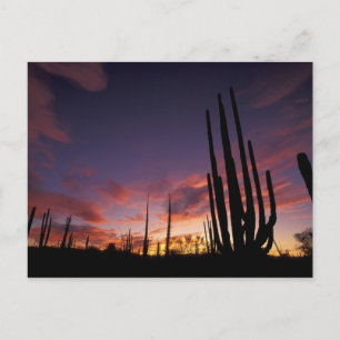 Carte Postale Mexique, Baja del Norte, Catavina Desert National 