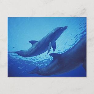 Carte Postale Mexique, Cozumel. Dauphin à col fermé, Tursiops