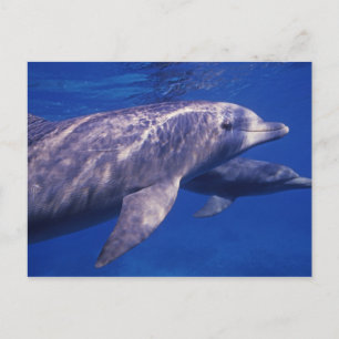 Carte Postale Mexique, Cozumel. Grand dauphin, Tursiops 2