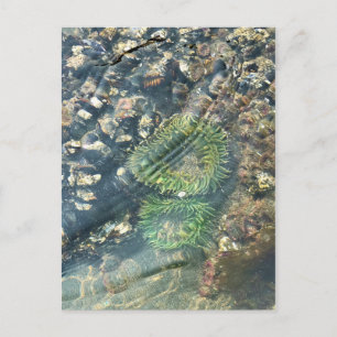 Carte Postale Meyers Beach North, Gold Beach, Oregon