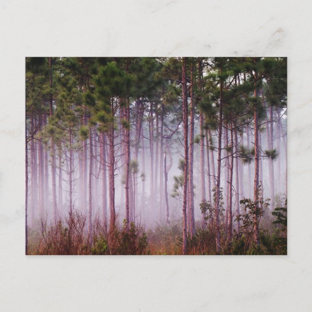 Carte Postale Mi parmi les pins au lever du soleil, Everglades (Devant)