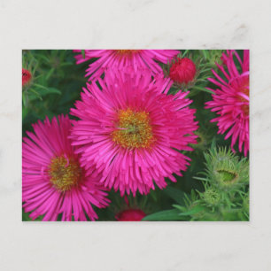 Carte Postale Michaelmas Daisies