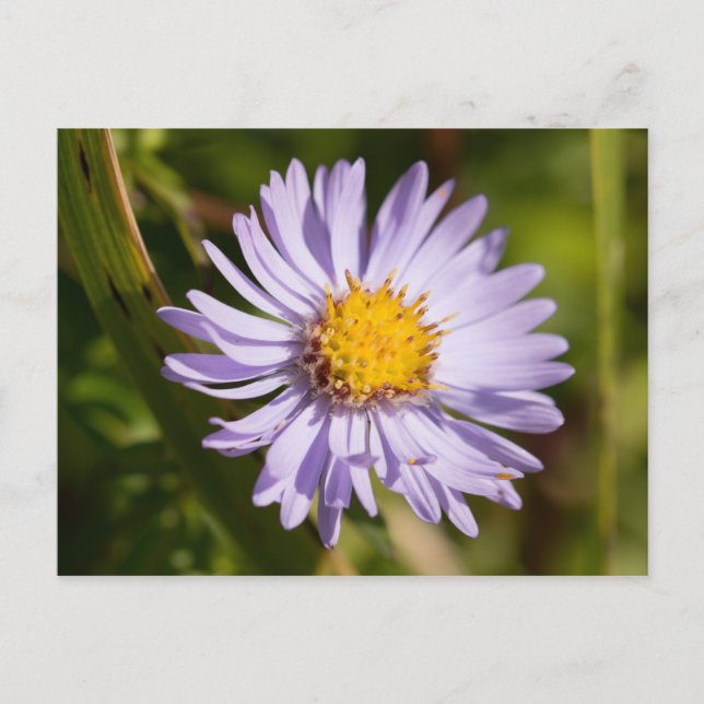 Carte Postale Michaelmas Daisy (Devant)