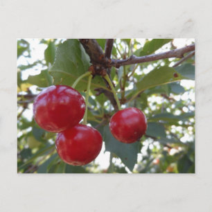 Carte Postale Michigan Cherries