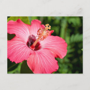 Carte Postale Michigan, Dearborn. Détail De L'Hibiscus Rose