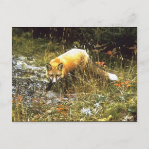 Carte postale Michigan Fox