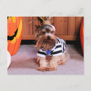 Carte Postale Mickey - Yorkshire Terrier - Shannon