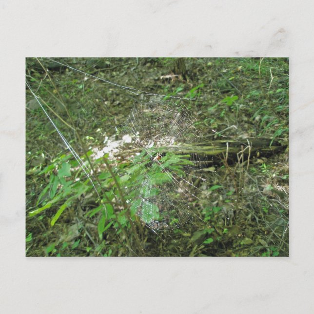 Carte Postale Micrathena Web (Devant)