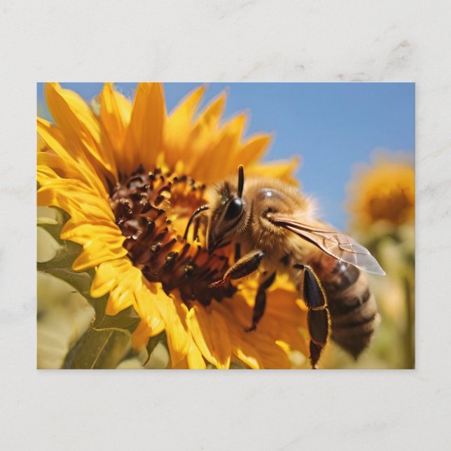 Carte Postale Miel abeille polinant tournesol (Devant)